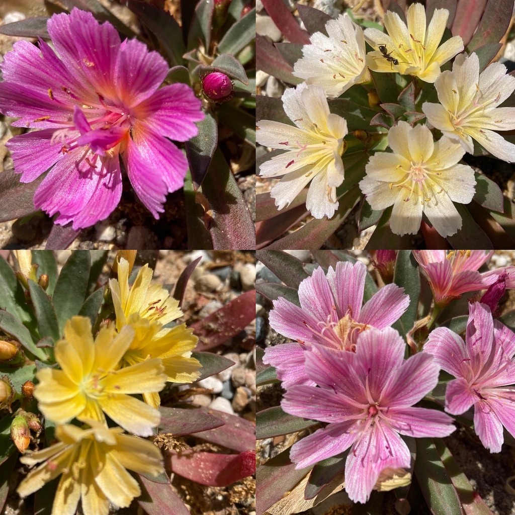 Lewisia longipetala Hyb 'Tutti Frutti' - Click Image to Close